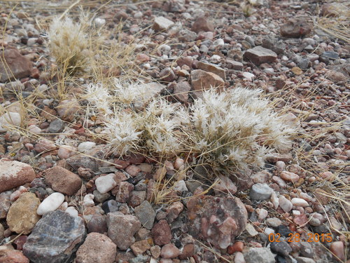 Dasyochloa pulchella
