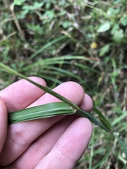 Rottboellia tessellata