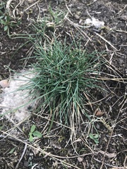 Festuca glauca