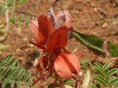 Indigofera oxytropis