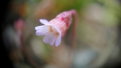 Pinguicula lusitanica