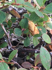 Clepsis moeschleriana