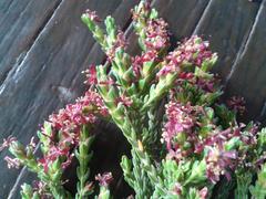 Passerina rubra