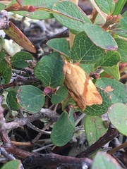 Clepsis moeschleriana