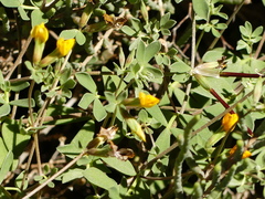 Lotus cytisoides