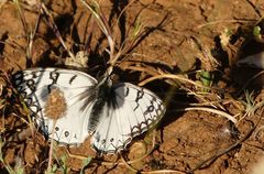 Melanargia arge