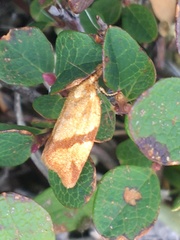 Clepsis moeschleriana