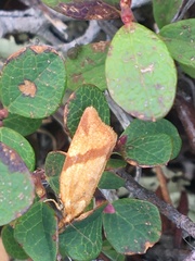 Clepsis moeschleriana