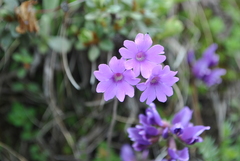 Primula blinii