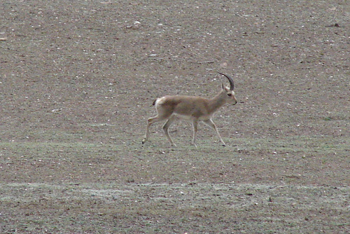 Procapra picticaudata