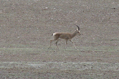 Procapra picticaudata