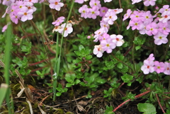 Androsace brachystegia