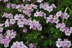 Androsace brachystegia