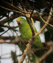 Tui Parakeet photo 1