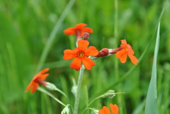Primula cockburniana