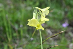Primula sikkimensis