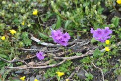 Primula blinii