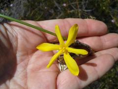 Bobartia longicyma longicyma