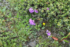 Primula blinii