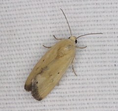 Ponometia tortricina