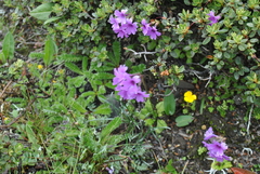 Primula blinii