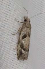 Pelochrista corosana