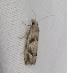 Pelochrista corosana
