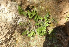 Cheilanthes hypoleuca