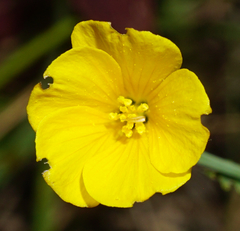 Linum maritimum