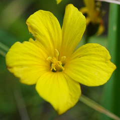Linum maritimum