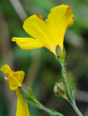 Linum maritimum