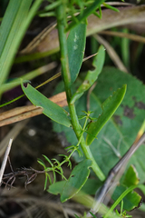 Linum maritimum