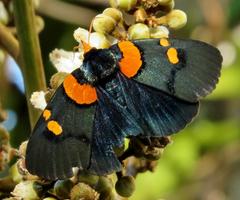 Egybolis vaillantina