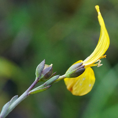 Linum maritimum