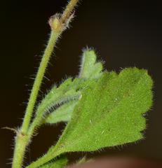 Pelargonium althaeoides