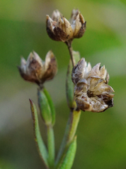 Linum maritimum