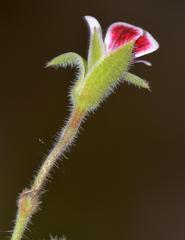 Pelargonium althaeoides