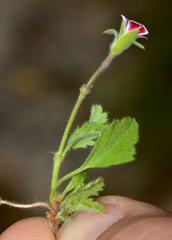 Pelargonium althaeoides