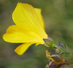 Linum maritimum