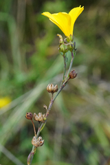 Linum maritimum