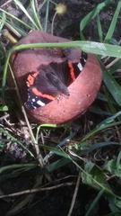 Vanessa atalanta