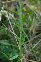 Linum maritimum