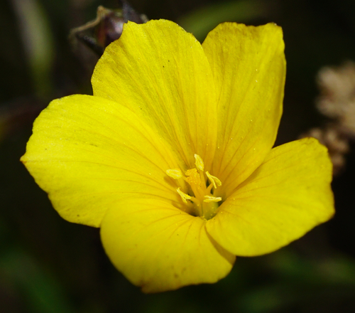 Linum maritimum (Linum maritimum)