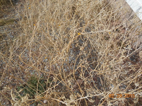 Silverleaf nightshade
