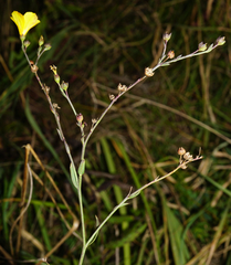 Linum maritimum