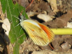 Colotis euippe omphale