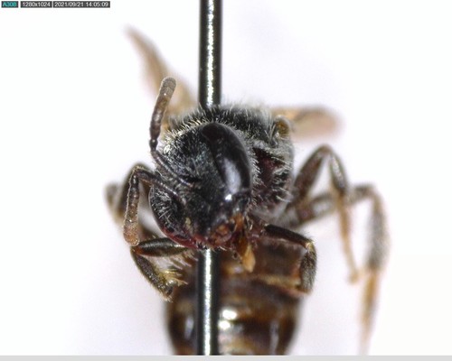 iNaturalist observation photo of Lasioglossum