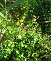Pulicaria scabra