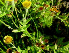 Pulicaria scabra