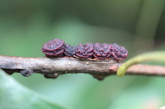 Kokkocynips difficilis